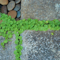 Dichondra Repens Seeds, Ground Cover Lawn Alternative Gap Filler