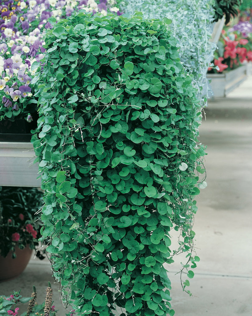 dichondra hanging plant Dichondra Repens Seeds, Ground Cover Lawn Alternative, Creeping Pony F