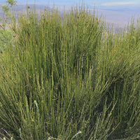 Ephedra Nevadensis Seeds, Gray Nevada Jointfir Mormon Tea Shrub