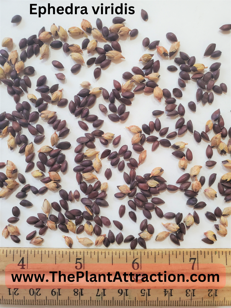ephedra plant seeds Ephedra Viridis 10/50/100/250/500 Seeds, Green Mormon Tea Indian Brigh