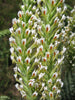 Hebenstretia Dura Shrub 5 Seeds, Fragrant Cat's Tail, Slugwort