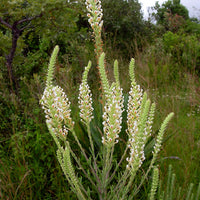 Hebenstretia Dura Shrub 5 Seeds, Fragrant Cat's Tail, Slugwort