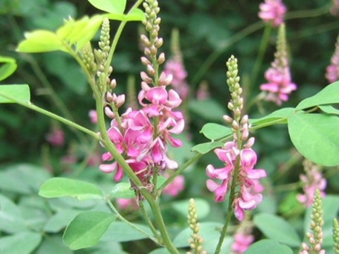 avuri plant seed Indigofera pseudo- tinctoria 20-500 Seeds, Chinese True Indigo Shrub Ground Cover