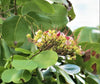 Intsia Bijuga Tree 1 Large Seed Fragrant Flowering Moluccan Ironwood