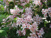 Kolkwitzia Amabilis 15/50/100 Seeds, Cold Hardy Beauty Bush