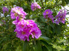 Lagerstroemia speciosa 20-500 Seeds Queens Crape Myrtle