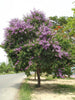 Lagerstroemia speciosa 20-500 Seeds Queens Crape Myrtle