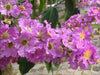Lagerstroemia speciosa 20-500 Seeds Queens Crape Myrtle