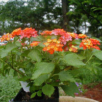 Lantana Camara 30-500 Seeds, Shrub Verbena Flowering Perennial Houseplant