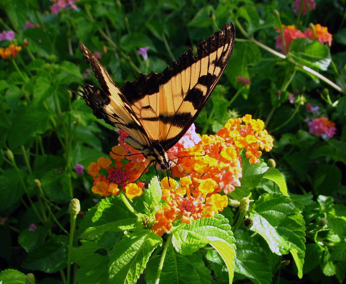 lantana house plant Lantana Camara 30 Seeds, Shrub Verbena Flowering Perennial Houseplant