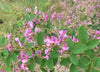 Lespedeza Bicolor Seeds Hardy Bush Clover Shrub