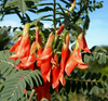 Lessertia Frutescens, African Sutherlandia Shrub 7 Seeds, The Cancer Bush
