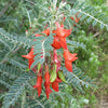 Lessertia Frutescens, African Sutherlandia Shrub 7 Seeds, The Cancer Bush