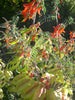 Lessertia Frutescens, African Sutherlandia Shrub 7 Seeds, The Cancer Bush