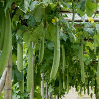 Luffa Cylindrica Vine 10 Seeds, Sponge Gourd, Egyptian Cucumber