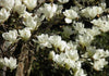 Magnolia Denudata 10 Seeds, Fragrant Flowering Tree Shrub Yulan Jade Lily
