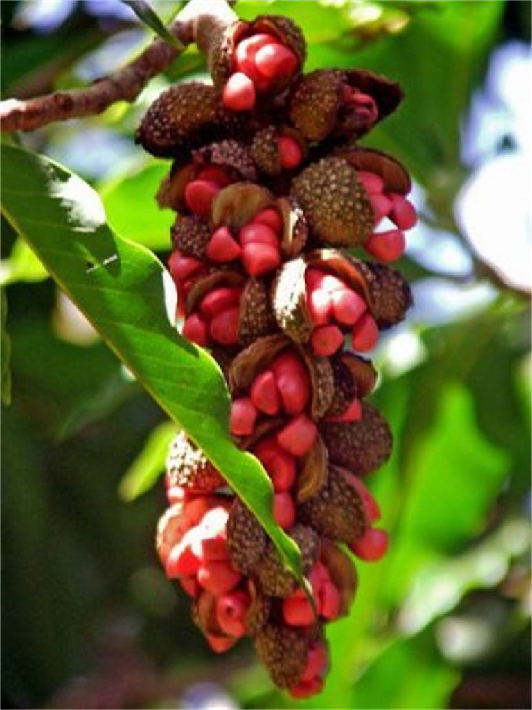 champaka flower seeds Michelia Champaca Magnolia Tree Shrub 10/100/500 Seeds, Fragrant Perfume JOY
