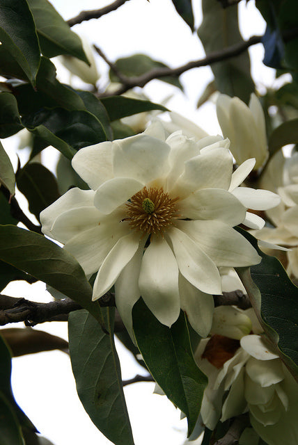 thumbnail interactive-video image 1 of Michelia Excelsa Temple Magnolia Seeds – 10 Fresh Seeds, Fragrant White Flowers, Hardy Zone 9 1 of 2