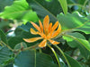 Michelia Champaca Magnolia Tree Shrub 10/100/500 Seeds, Fragrant Perfume JOY