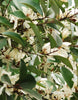 Michelia Macclurei Rare Magnolia Tree 8/100 Seeds, Fragrant Evergreen