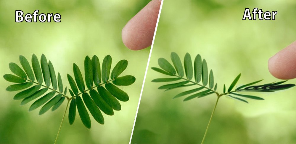 tickle me plant seeds Mimosa Pudica 50 Seeds, The Sensitive Plant, Touch Me Not Herb, Tickle It