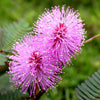 Mimosa Pudica 50 Seeds, The Sensitive Plant, Touch Me Not Herb, Tickle It