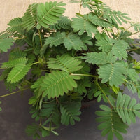 Mimosa Pudica 50 Seeds, The Sensitive Plant, Touch Me Not Herb, Tickle It