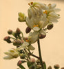 Moringa Oleifera Pterygosperma Tree 10/100/500 Seeds, Horseradish Oil Edible Ornamental