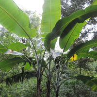 Musa Thomsonii 10 Seeds, Edible Himalayan Banana Fruit Tree