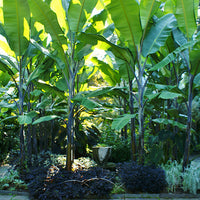 Musa Balbisiana Atia Black 10 Seeds, Cold Hardy Thai Banana Garden Fruit Tree