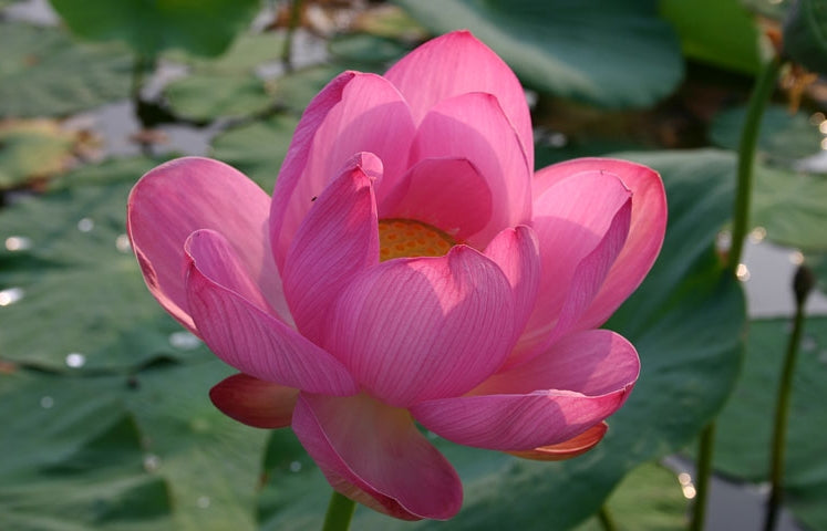 pond plants seeds Pink Sacred Lotus Water Lily Aquatic - Nelumbo Nucifera