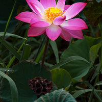 Nelumbo Nucifera 5 Seeds, Fun Aquatic Pond, Pink Lotus