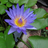 Nymphaea Nouchali 15-2000 Seeds, Perennial Blue Water Lily