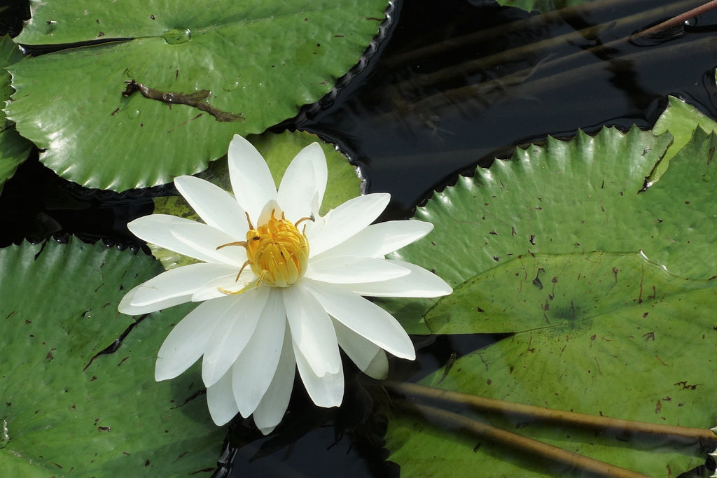 white water lily seeds Nymphaea Pubescens White 15/500/2000 Seeds, Hairy Water Lily For Aquar
