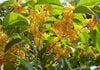 Osmanthus Fragrans Yellow 5 Seeds, Very Fragrant Sweet Olive, Cold Hardy Tree Shrub