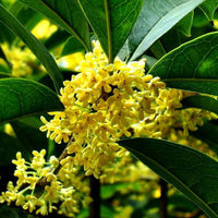 Osmanthus Fragrans Yellow 5 Seeds, Very Fragrant Sweet Olive, Cold Hardy Tree Shrub