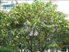 Osmanthus Fragrans Yellow 5 Seeds, Very Fragrant Sweet Olive, Cold Hardy Tree Shrub