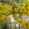 Parkinsonia Aculeata 20/100/500 Seeds, Mexican Palo Verde Tree, Jerusalem Thorn