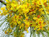 Parkinsonia Aculeata 20/100/500 Seeds, Mexican Palo Verde Tree, Jerusalem Thorn