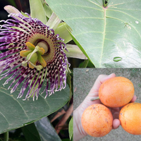 Passiflora Ligularis 10 Seeds, Sweet Sugar Passion Fruit Granadilla or Grenadia
