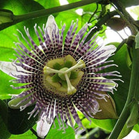 Passiflora Ligularis 10 Seeds, Sweet Sugar Passion Fruit Granadilla or Grenadia