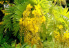 Peltophorum Pterocarpum Tree 10/100/500 Seeds, Fragrant Flowering Ferrugineum Copper Pod