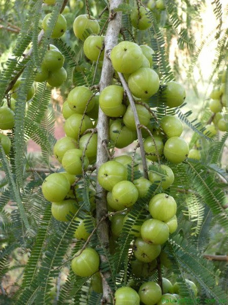 amla seeds for planting Phyllanthus Emblica Tree 15/100/500 Seeds, Medicinal Indian Gooseberry