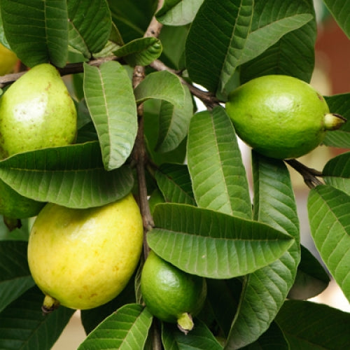 guava fruit seed planting Psidium Guajava 30/300/1800/5400 Seeds, Common Fragrant Apple Guava Fr
