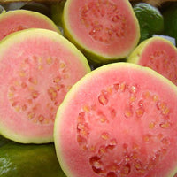 Psidium Guajava 30/300/1800/5400 Seeds, Fragrant Apple Guava Fruit Tree Shrub