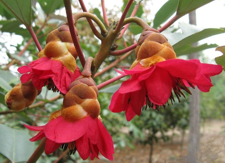 champion flower seed Rhodoleia Championii 25/250/500 Seeds, Rare Protected Shrub Tree Hong Kong Rose