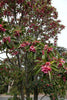 Rhodoleia Championii 25/250/500 Seeds, Rare Protected Shrub Tree Hong Kong Rose