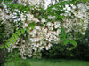 Robinia Pseudoacacia Tree 50/150/1000 Seeds Fragrant Cold Hardy Black Locust