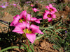 Romulea Subfistulosa 10 Seeds, A South African Bulbous Plant