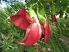 Sesbania Grandiflora Tree 20/100/500 Seeds, Edible Scarlet Wisteria